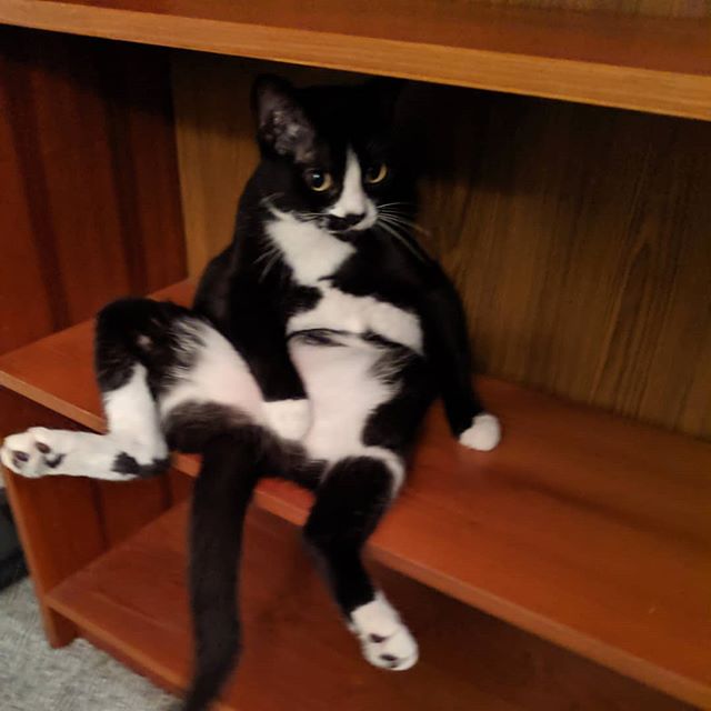 Iris loves a shelf to herself!!#tuxedo#black and white cat#short hair#cat bookshelf#tuxedo personality#Redond Beach#teak wood display