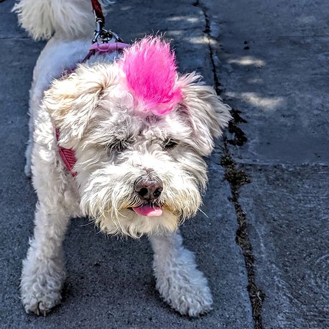 So I have a pink Mohawk,,!!!!what of it?  See my matching tongue ?? #stick tongue out#white poodle #white dog#pink mohawk#color dye dog#currly hair#RedondoBeach