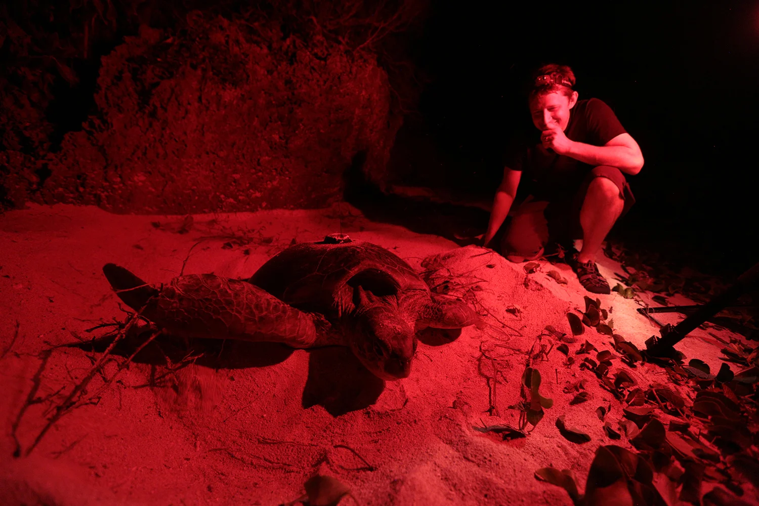 RobertSamsRedLightTurtle.jpg
