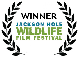 Jackson Hole Wildlife Film Festival