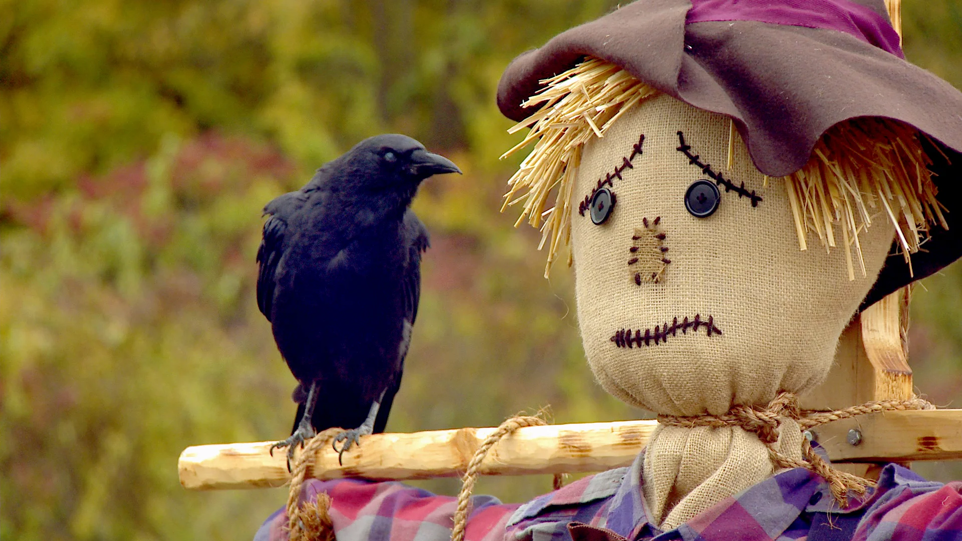 Scarecrow with a crow