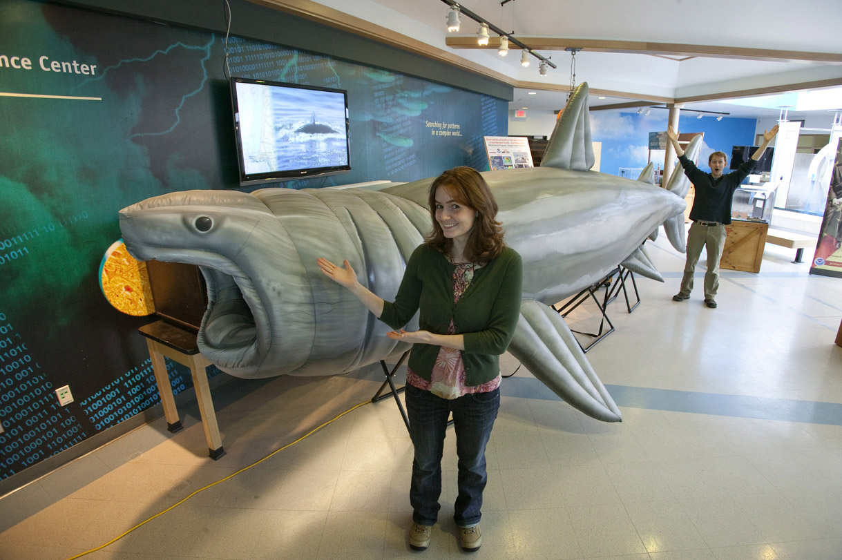 Inflatable Basking Shark