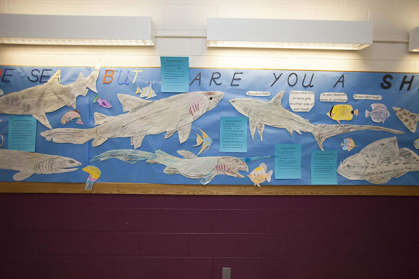 Are You A Shark