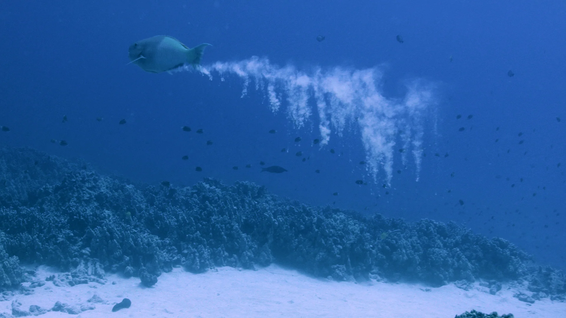 ParrotfishPoops.jpg