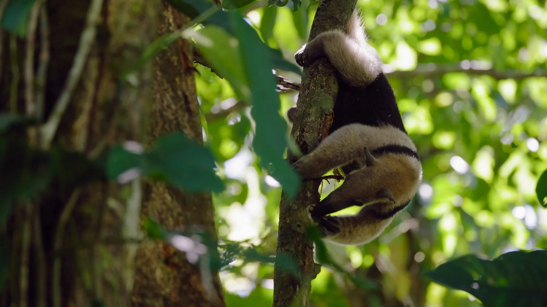 anteater.jpg