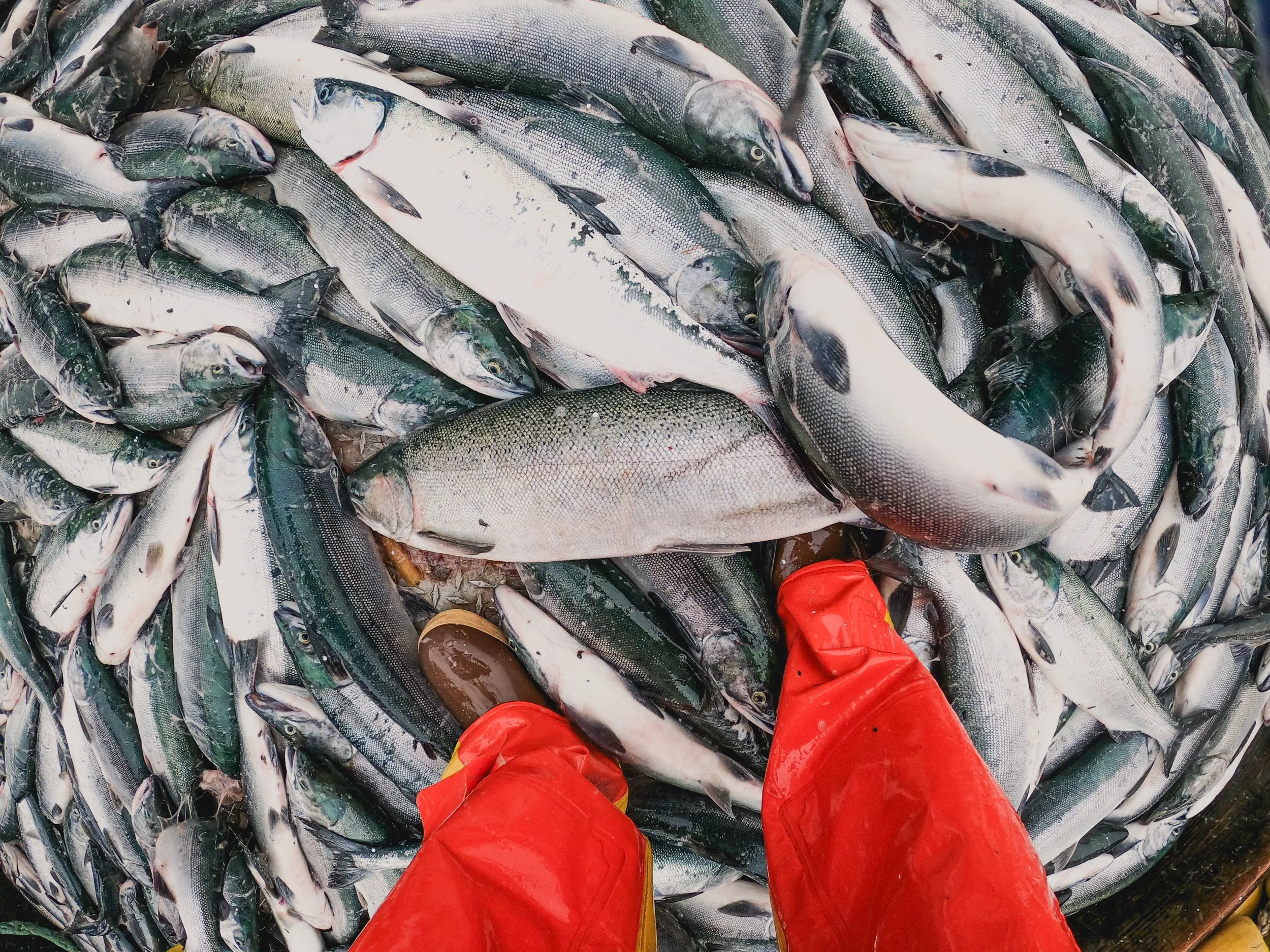 3AngelStudioLLC.IndefiniteOpener24GoPro (2).jpeg