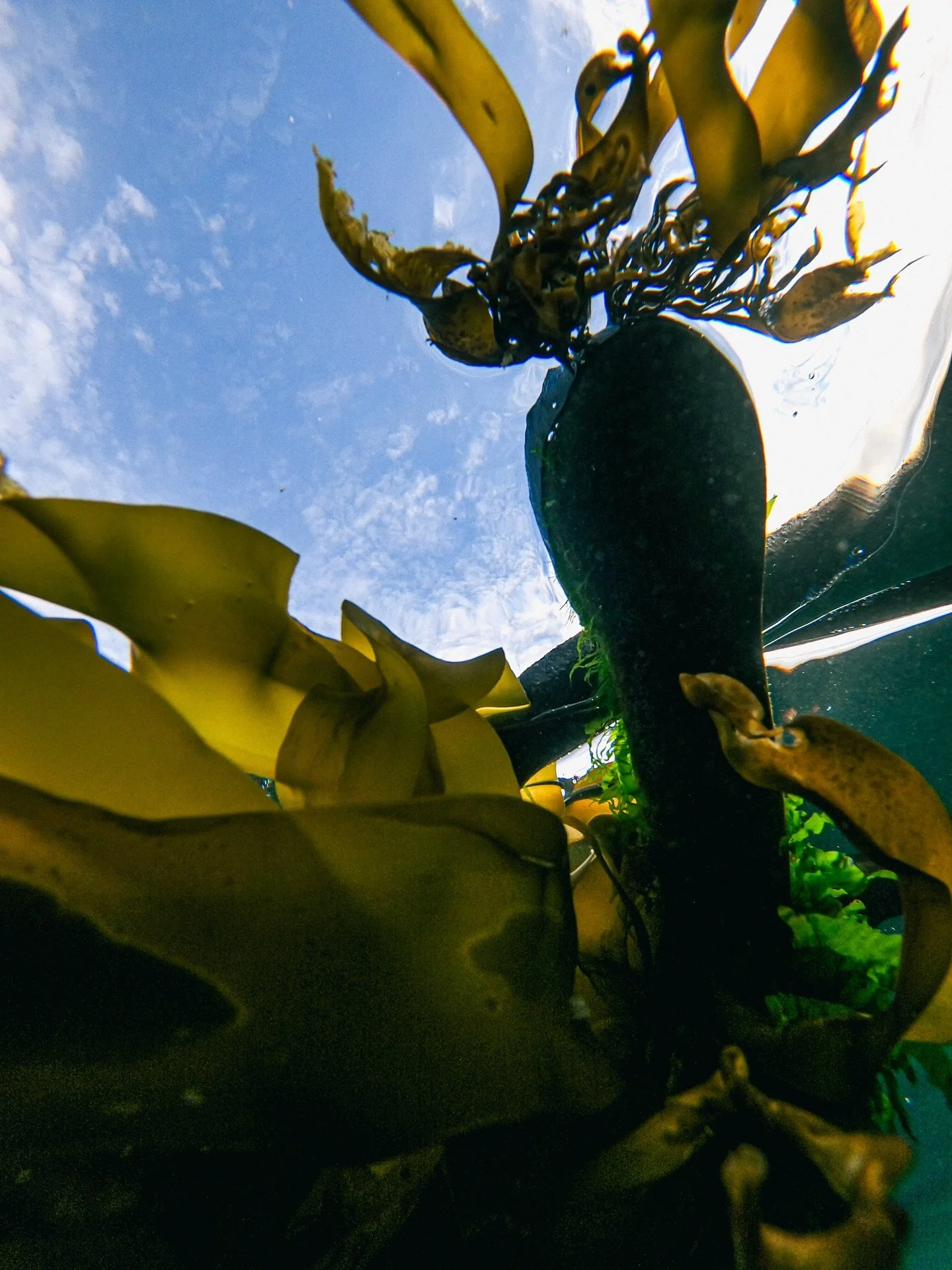 Black taped my @gopro to an object, stuck it in the water, and did my best to take photos while towing pretty hard on the net. It wasn&rsquo;t easy. I regret not trying this at Packers when I didn&rsquo;t have to tow like life depended on it to stay 