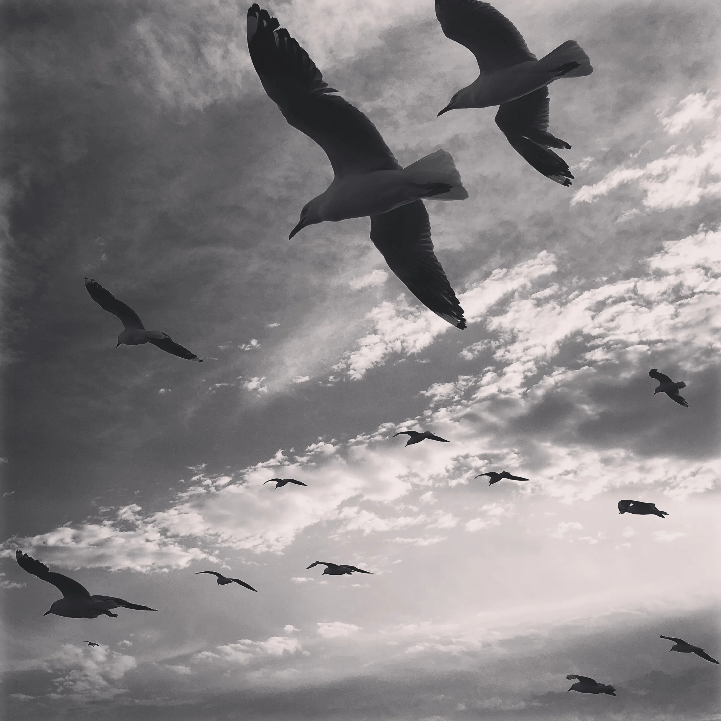 Australian-documentary-photographer-captures-seagulls-in-Newcastle-with-iphone-6s.jpg