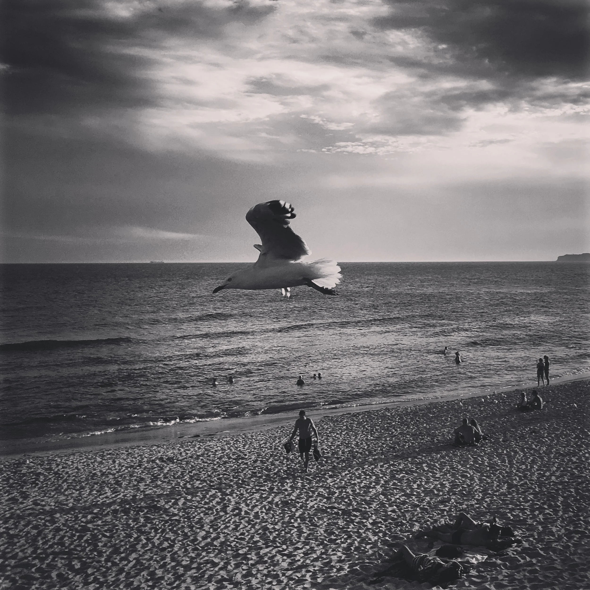 seagul-flies-over-bar-beach-by-newcastle-lifestyle-photographer.jpg