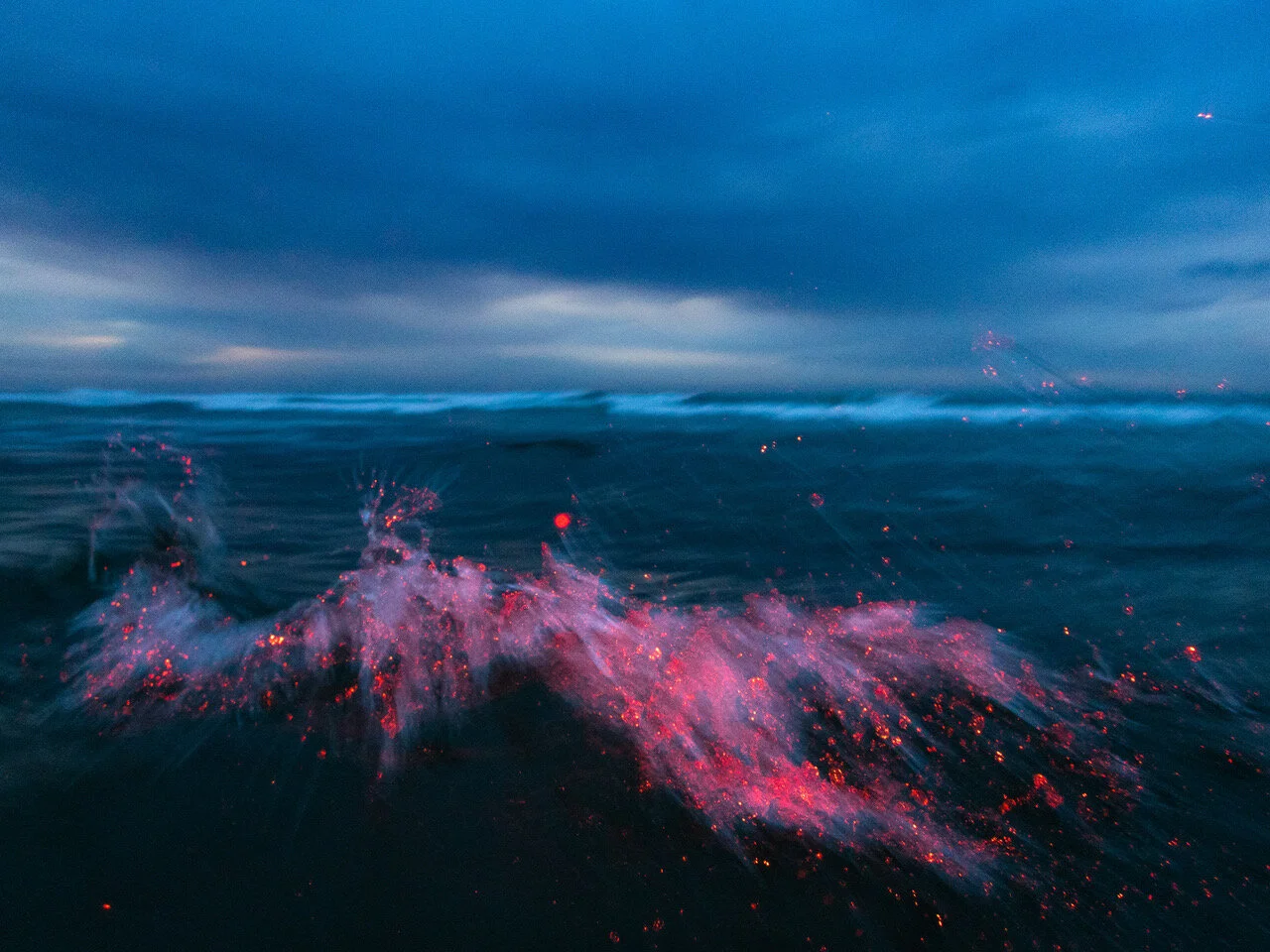 Vermilion_Blues_014.JPG