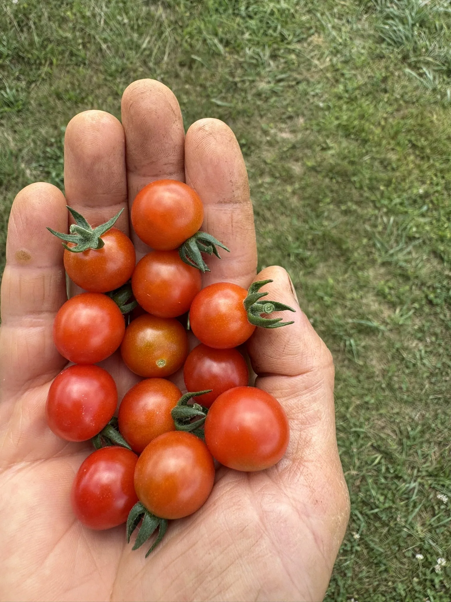 Tomato-Matt's Wild Cherry (cherry)