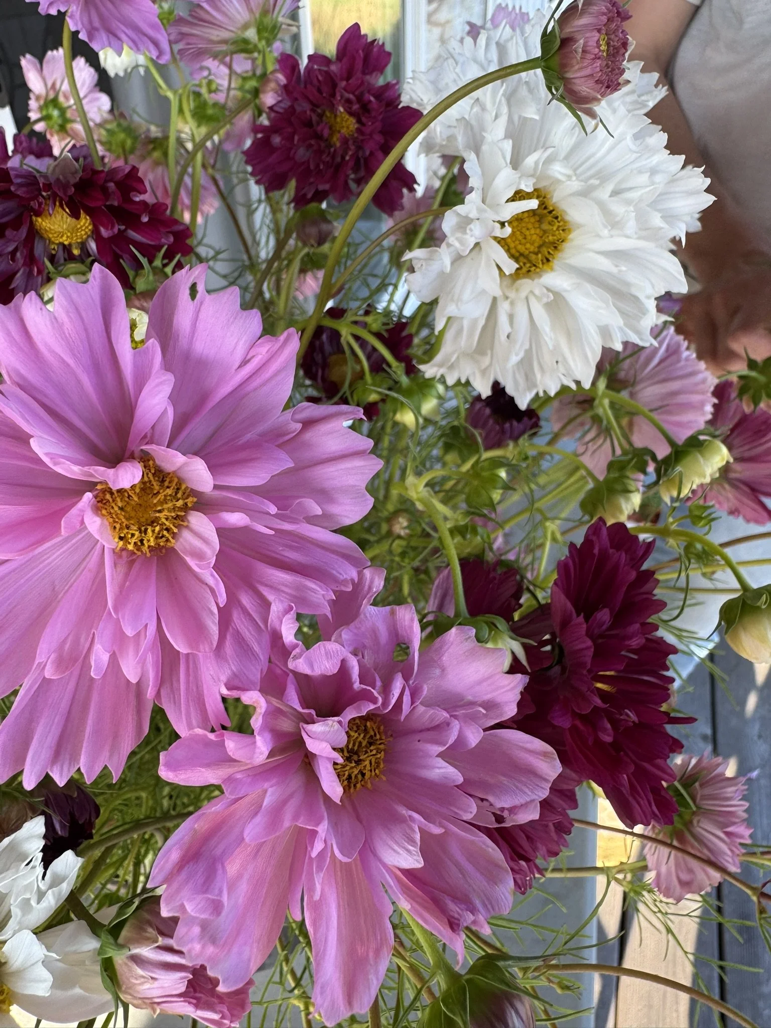 Cosmos-Double Click Mix