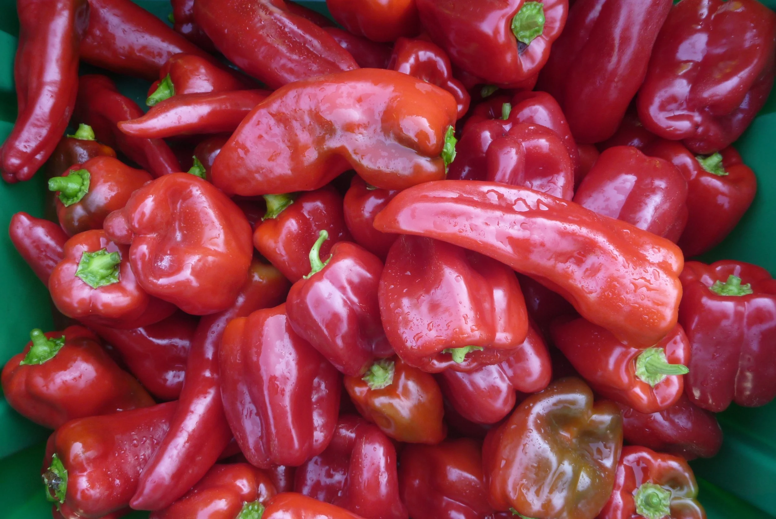 pepper-carmen1.JPG