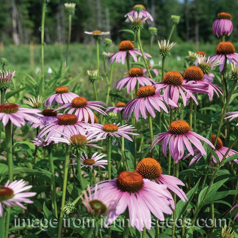 echinacea-purpurea-johnnys copy.jpg
