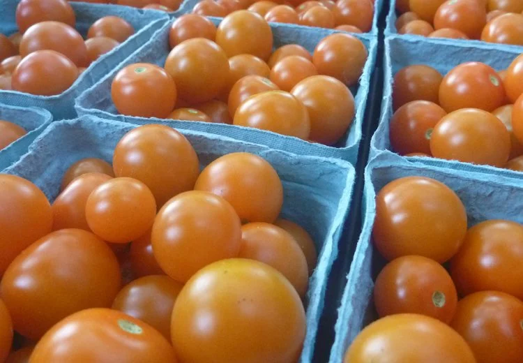 Tomato-Sungold (cherry)