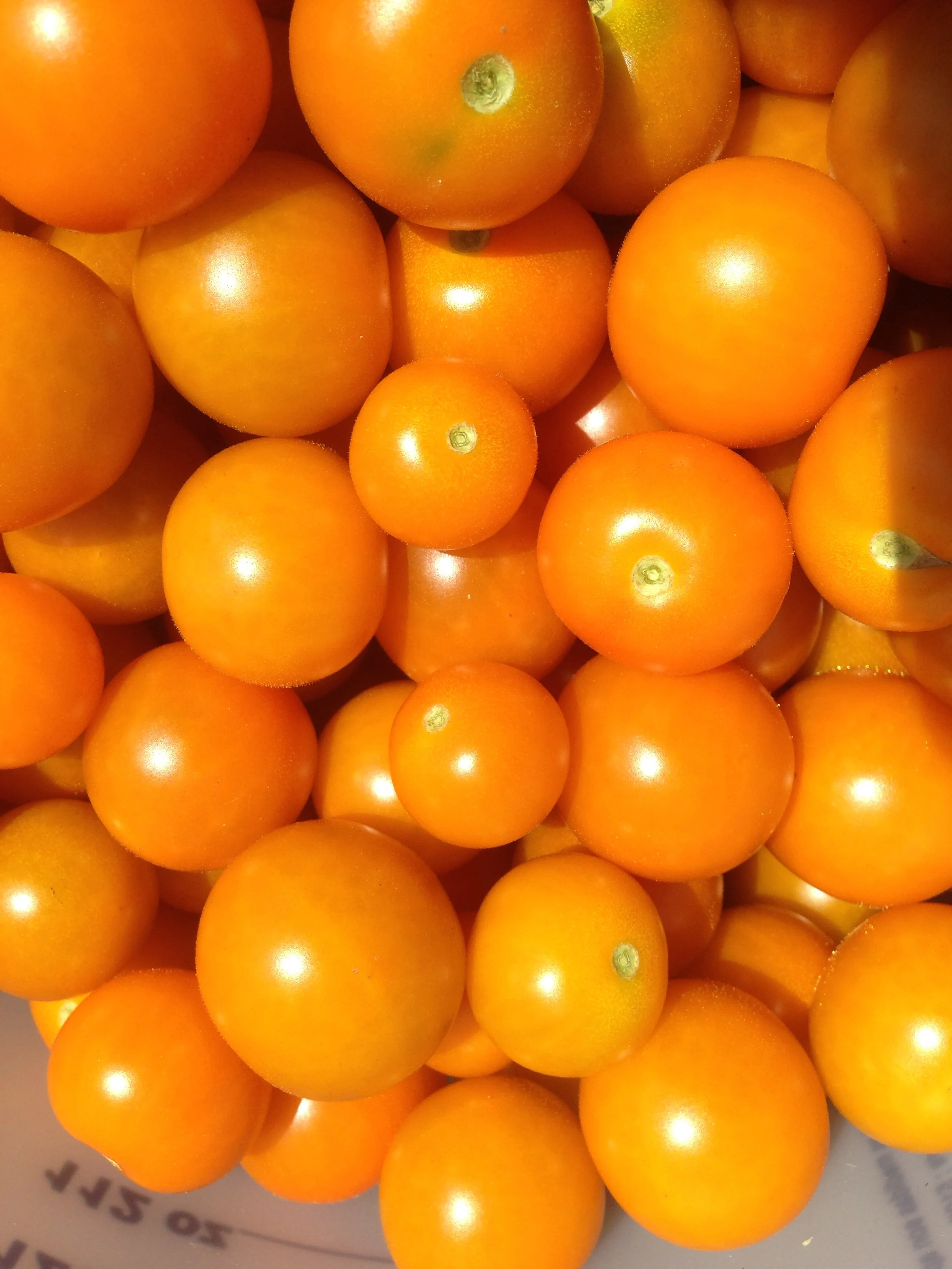 tom-sungold2.JPG