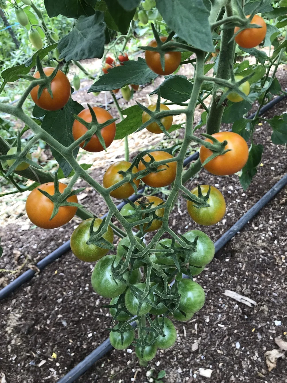 Tomato-Sungold (cherry) — Orange Circle Farm