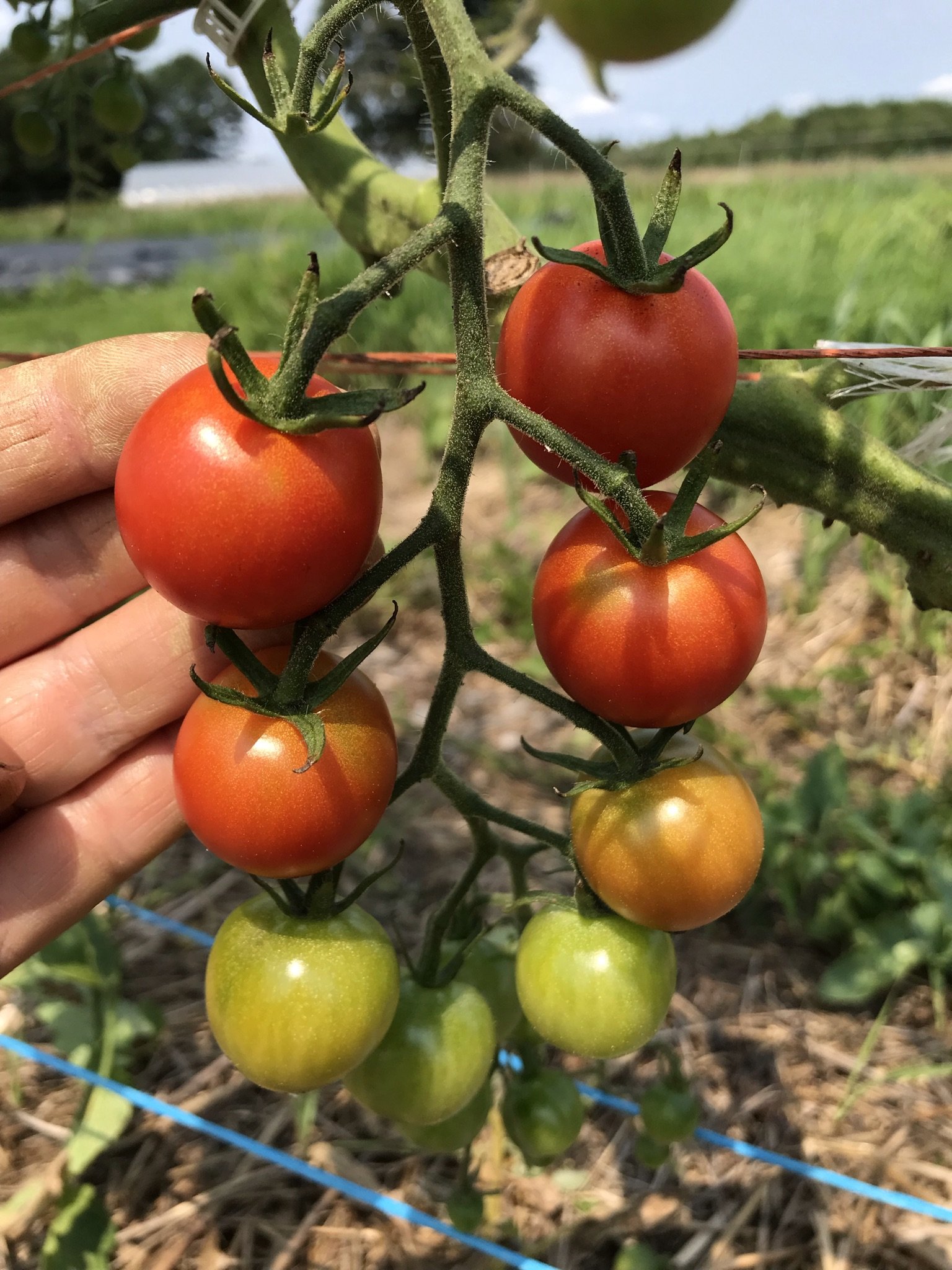 Tomato-Supersweet 100 (cherry)