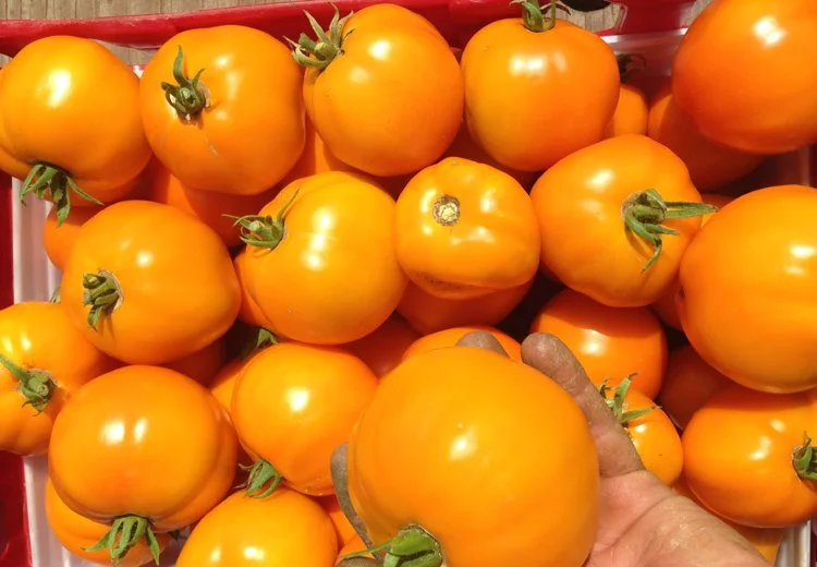 Tomato-Valencia (slicing)
