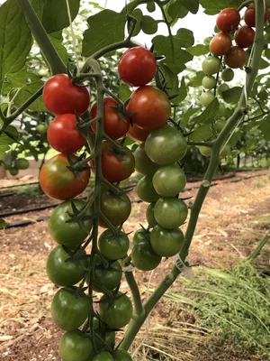 Johnny&#39;s - sakura Sakura - Organic Cherry Tomato Seeds | Johnny's Selected Seeds