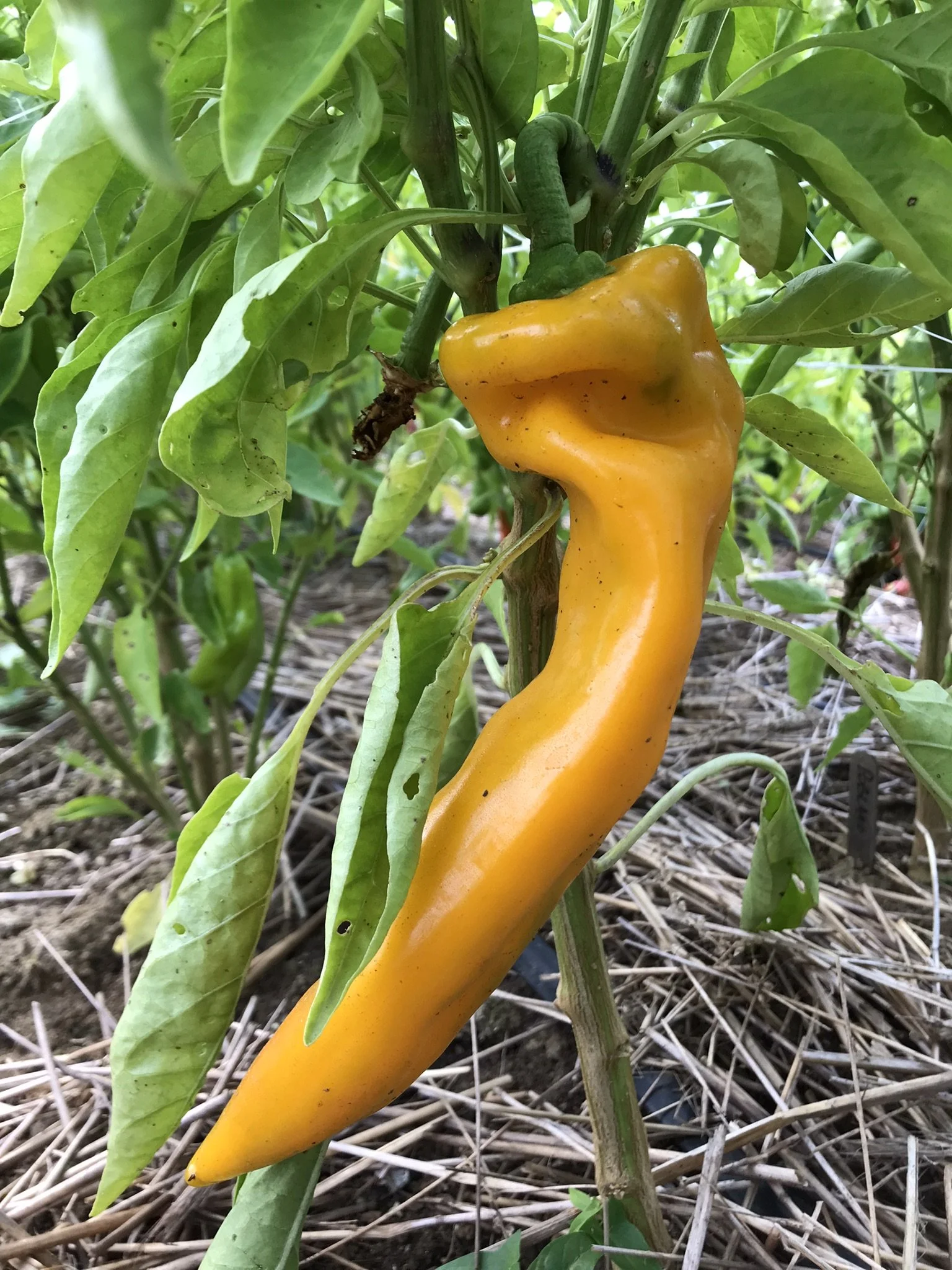 Peppers — Orange Circle Farm