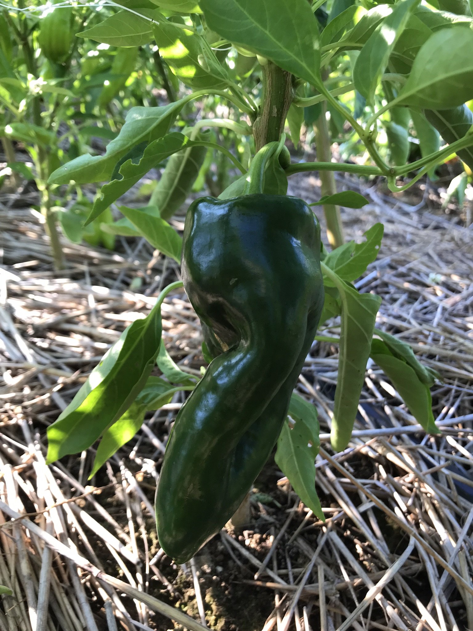pepper-poblano1.JPEG