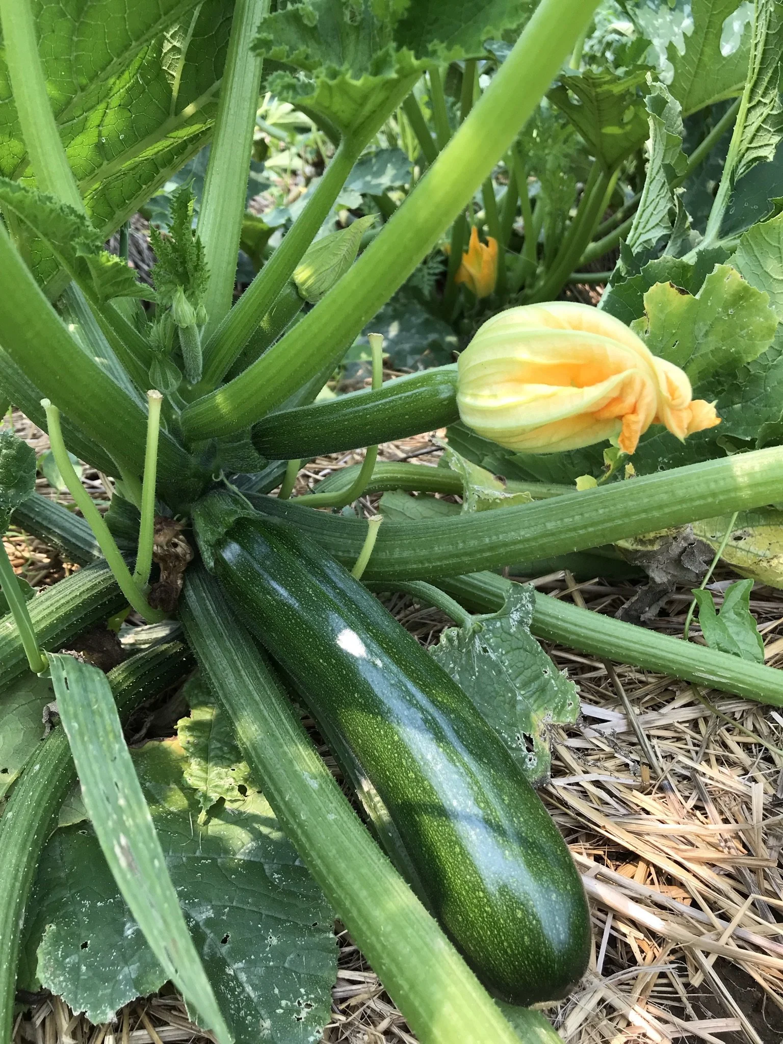 ss-green machine2.JPEG