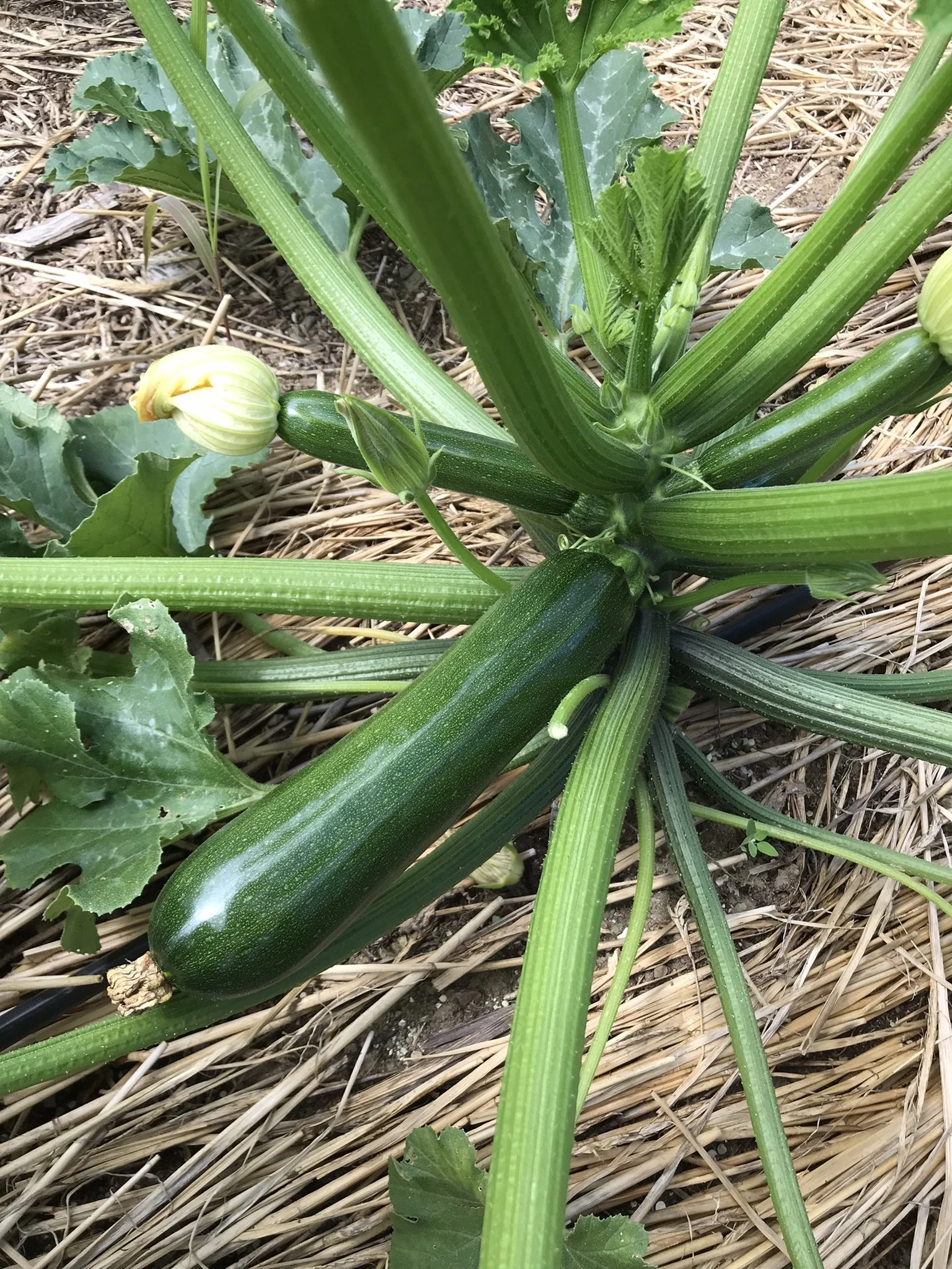 ss-green machine3.JPEG