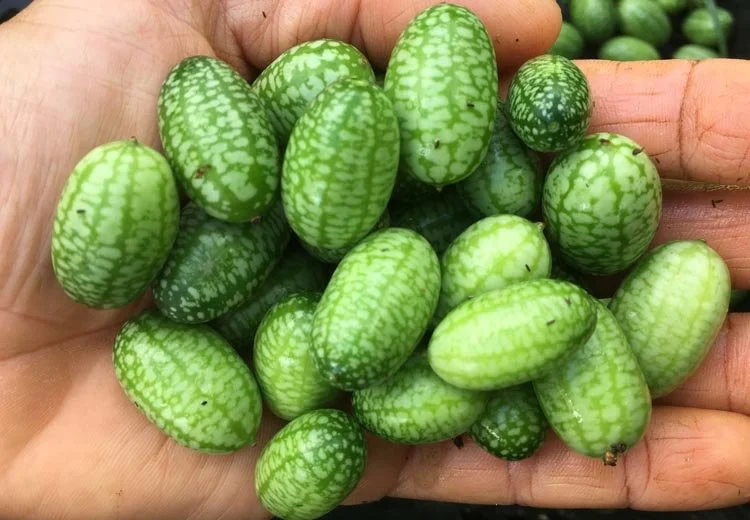 cucamelon1.JPG
