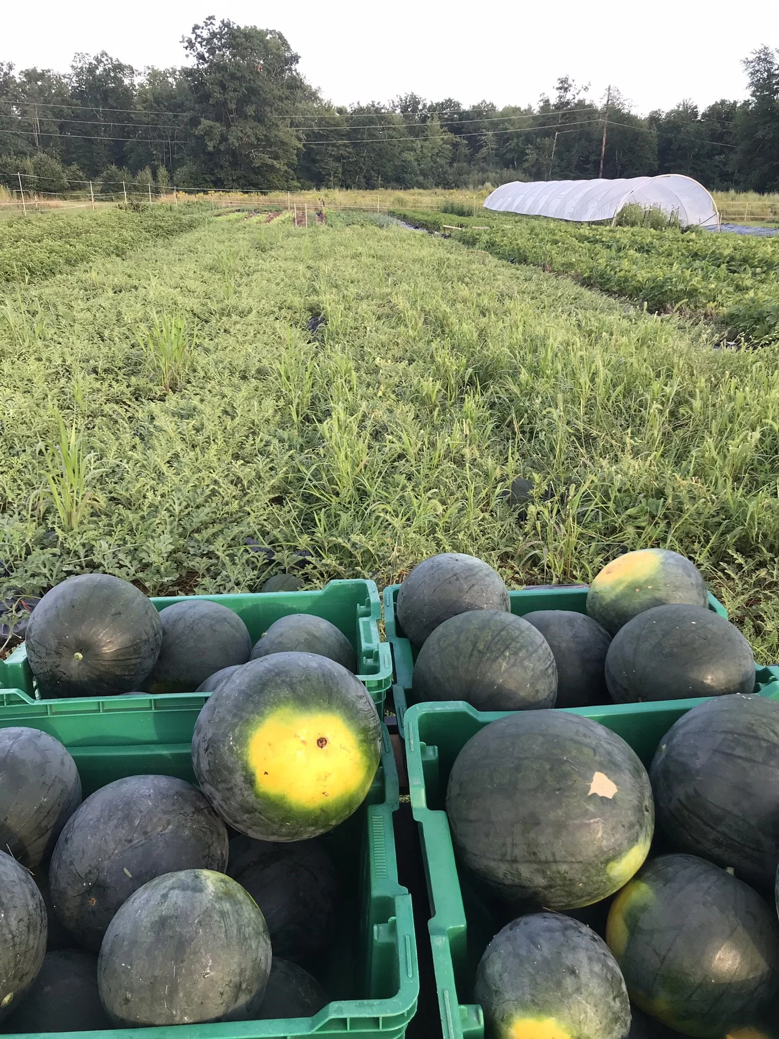 watermelon-blacktail mountain.JPEG