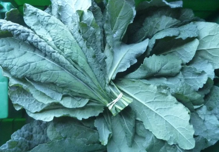 kale-lacinato.JPG