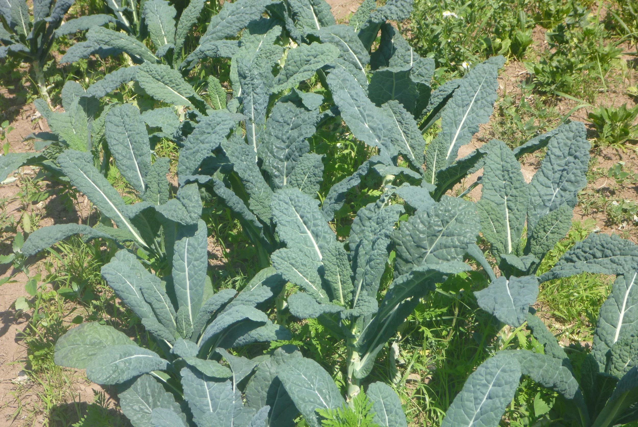 kale-lacinato2.JPG