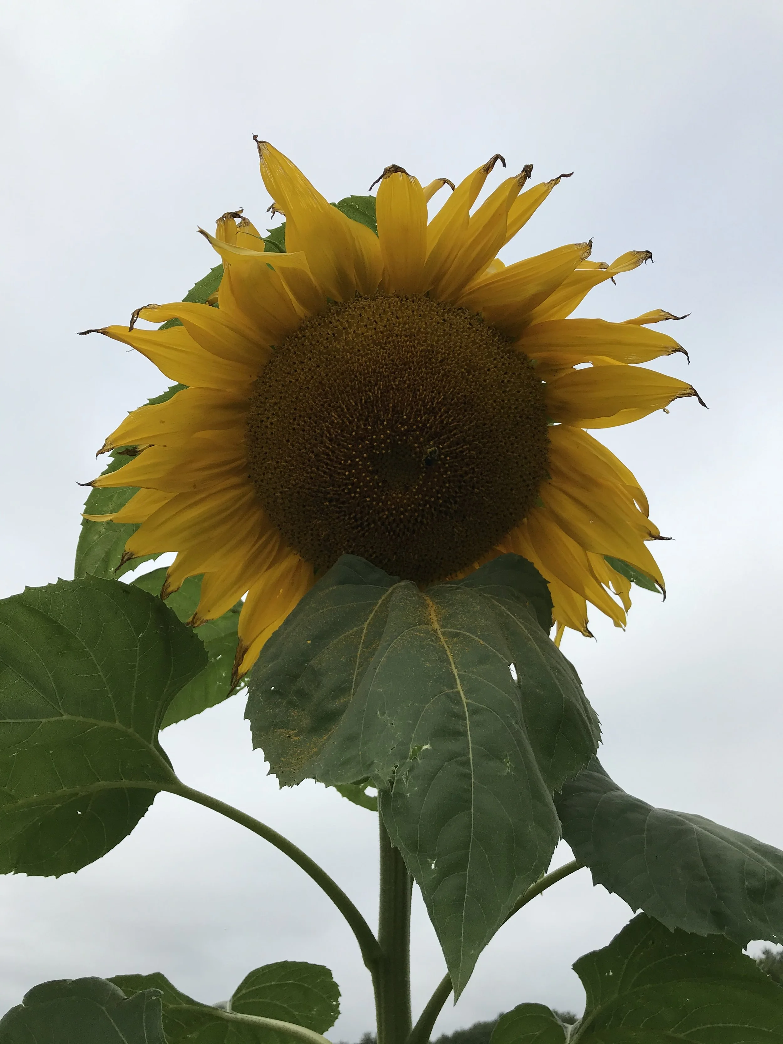 SunflowerMammoth — Orange Circle Farm