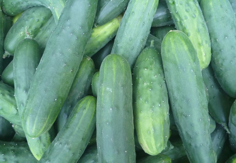 Cucumbers and Squash