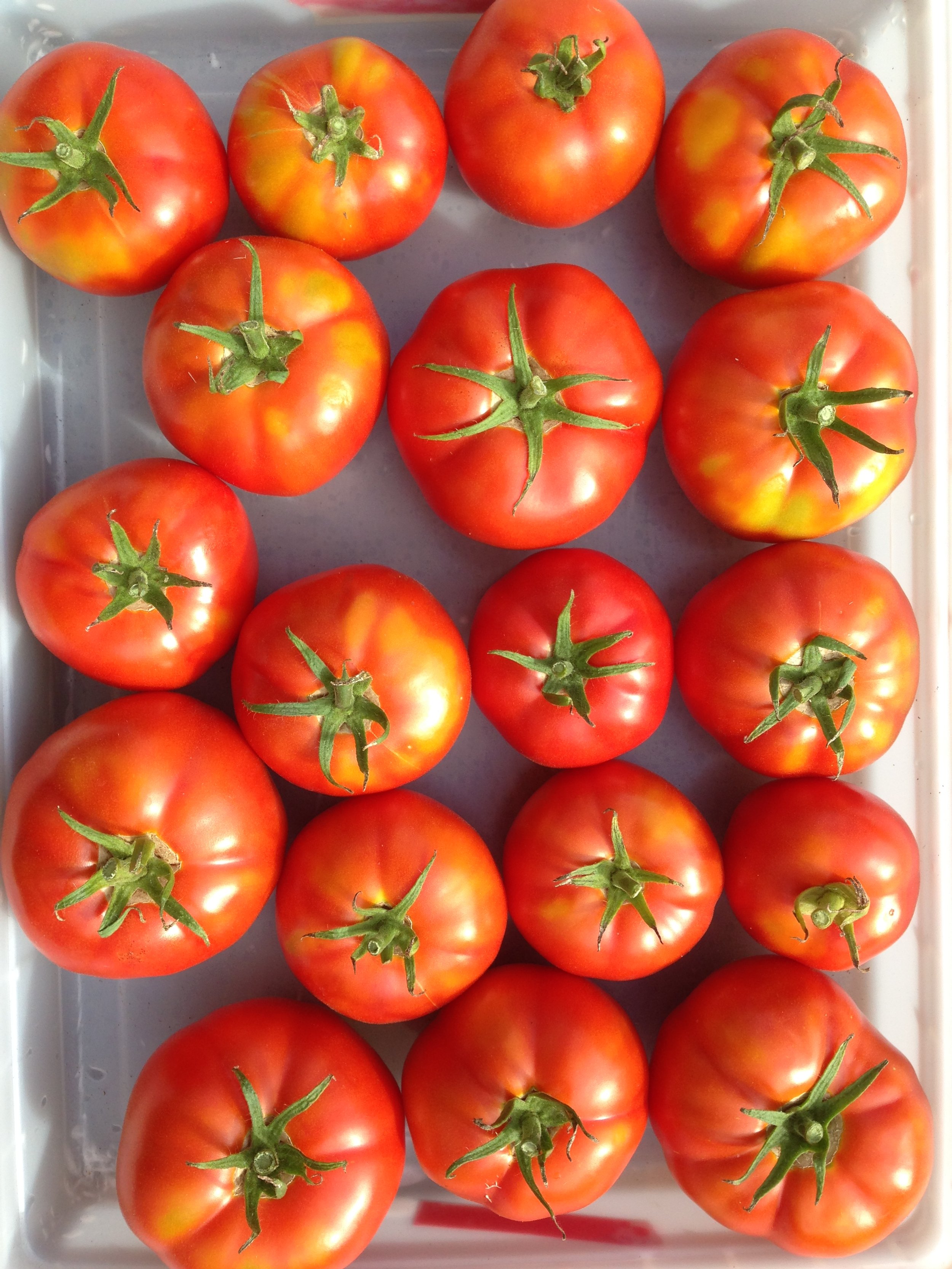 Tomatoes