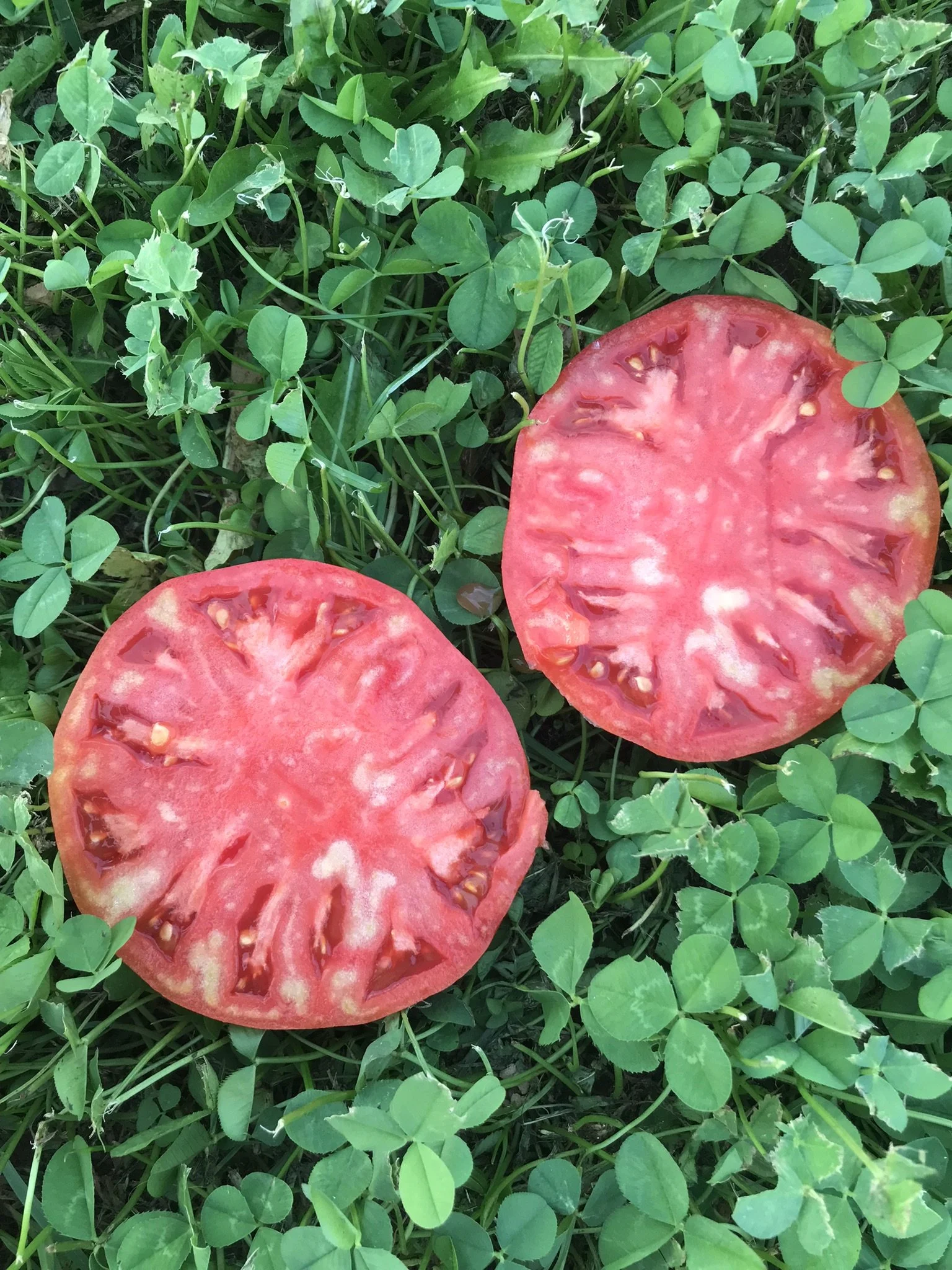 Tomato-Brandywine (slicing)
