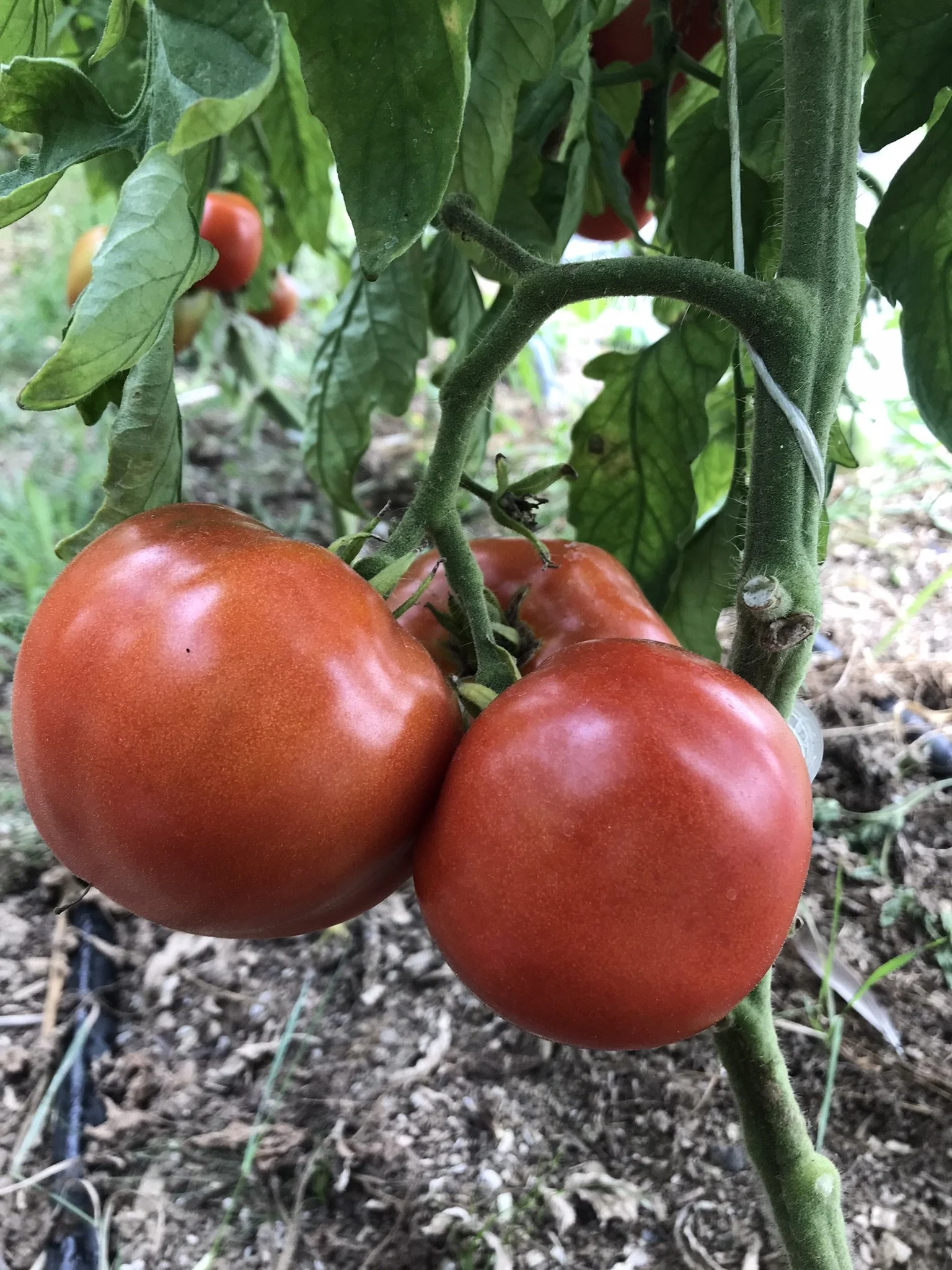 Tomato-Mosvich (slicing)
