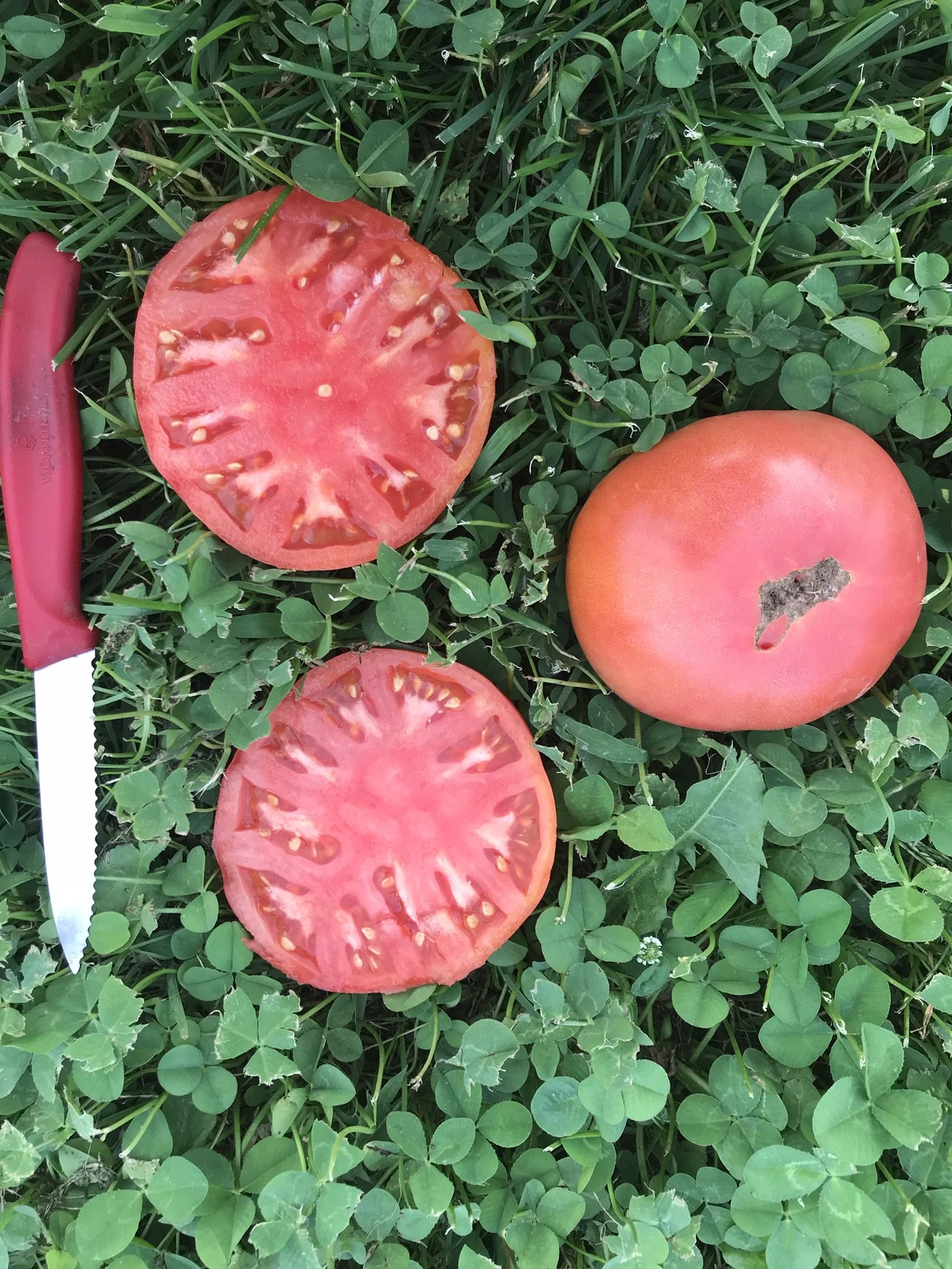 Tomato-Rose de Berne (slicing)