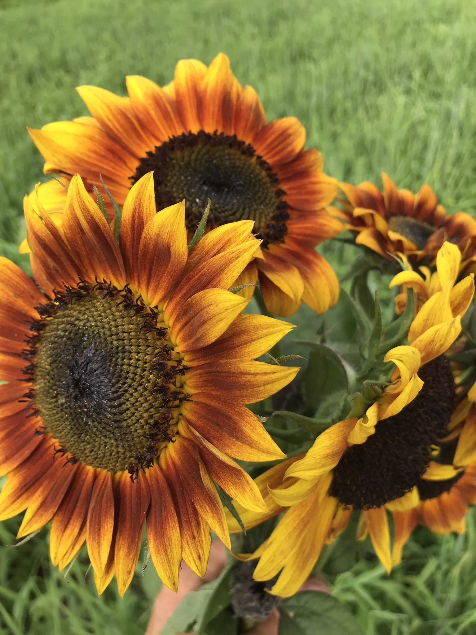 SunflowerEvening Colors Mix — Orange Circle Farm
