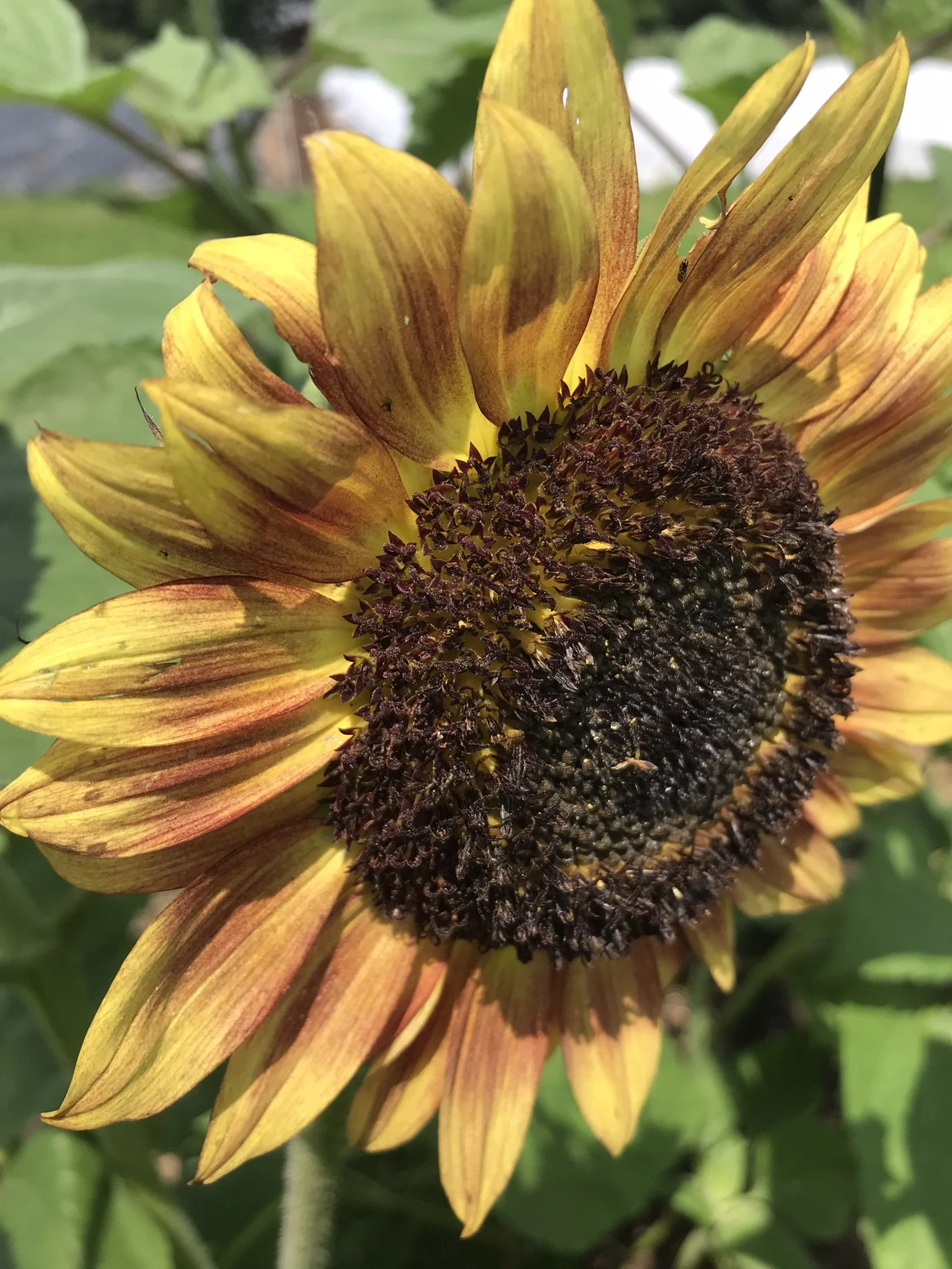 Sunflower-Evening Colors Mix — Orange Circle Farm