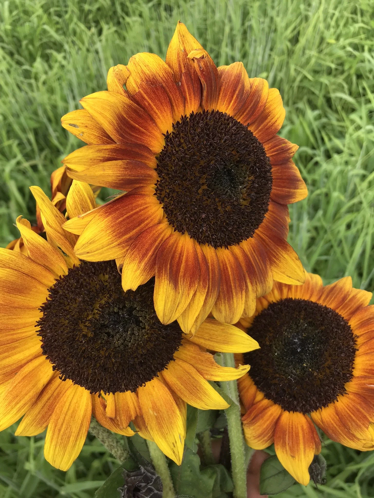 Unlocking the Vibrant Colors of Sunflowers in the Evening