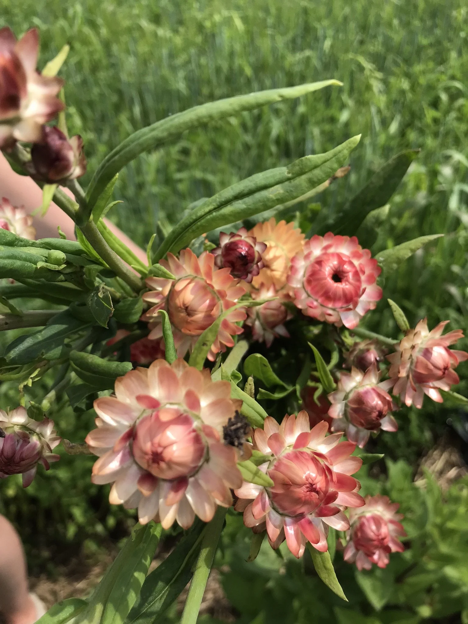 Strawflower-Apricot/Peach Mix