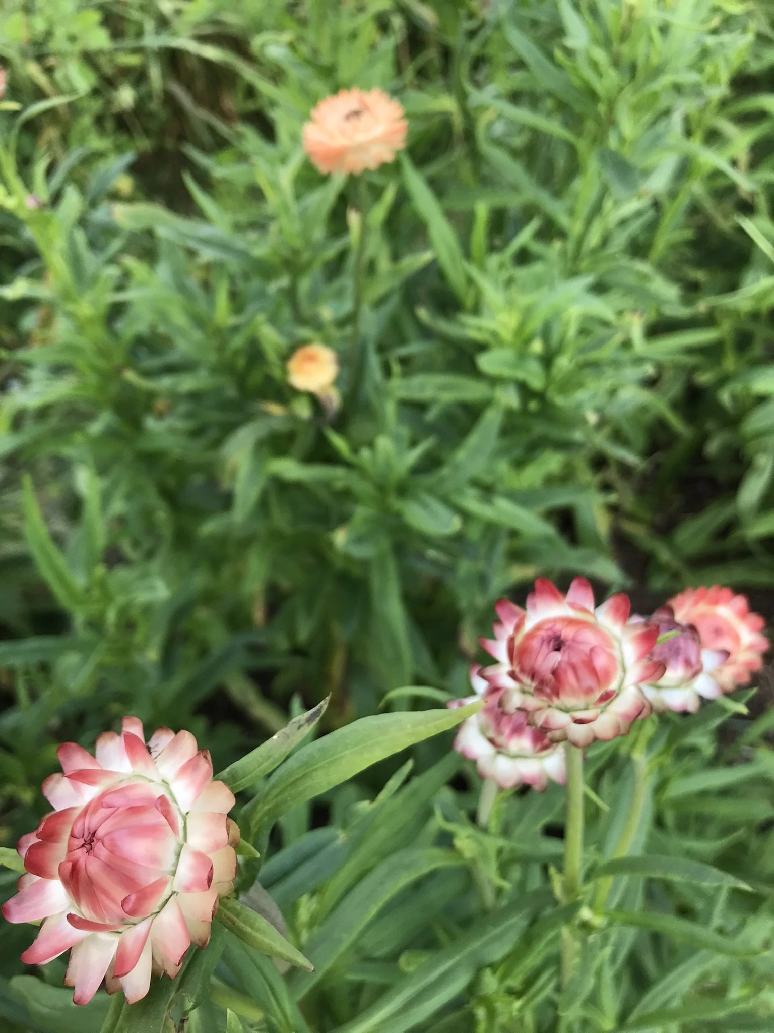 strawflower-apricot peach (2).JPEG
