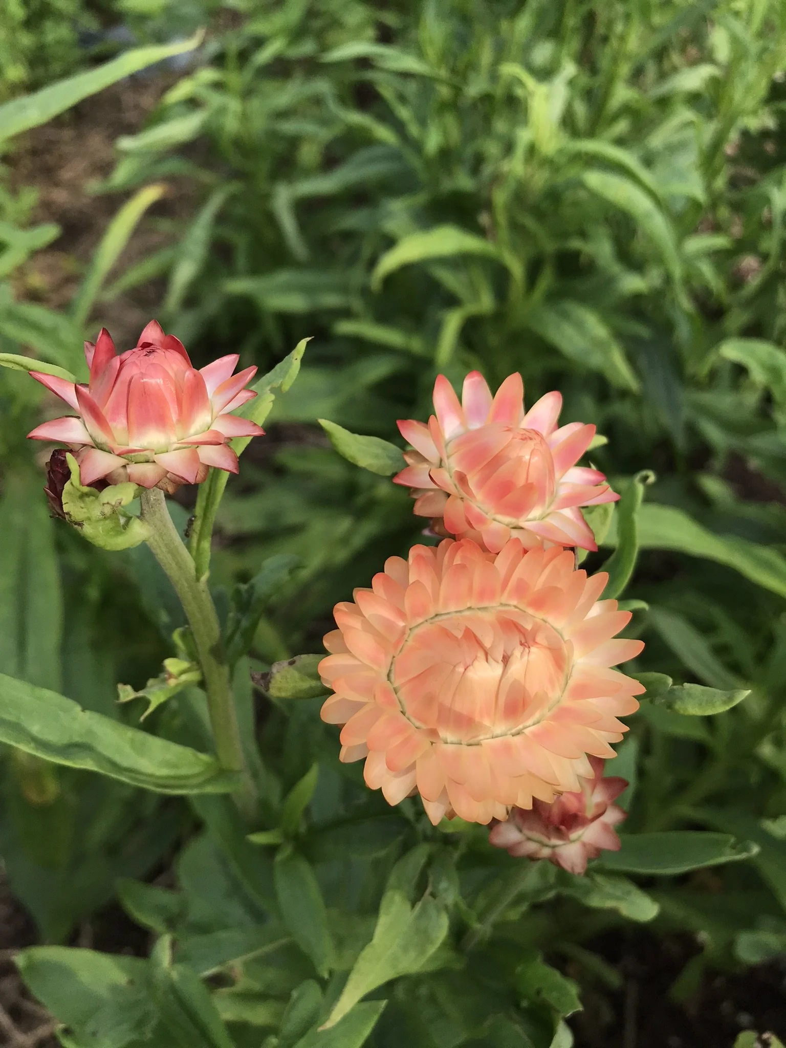 strawflower-apricot peach (3).JPEG
