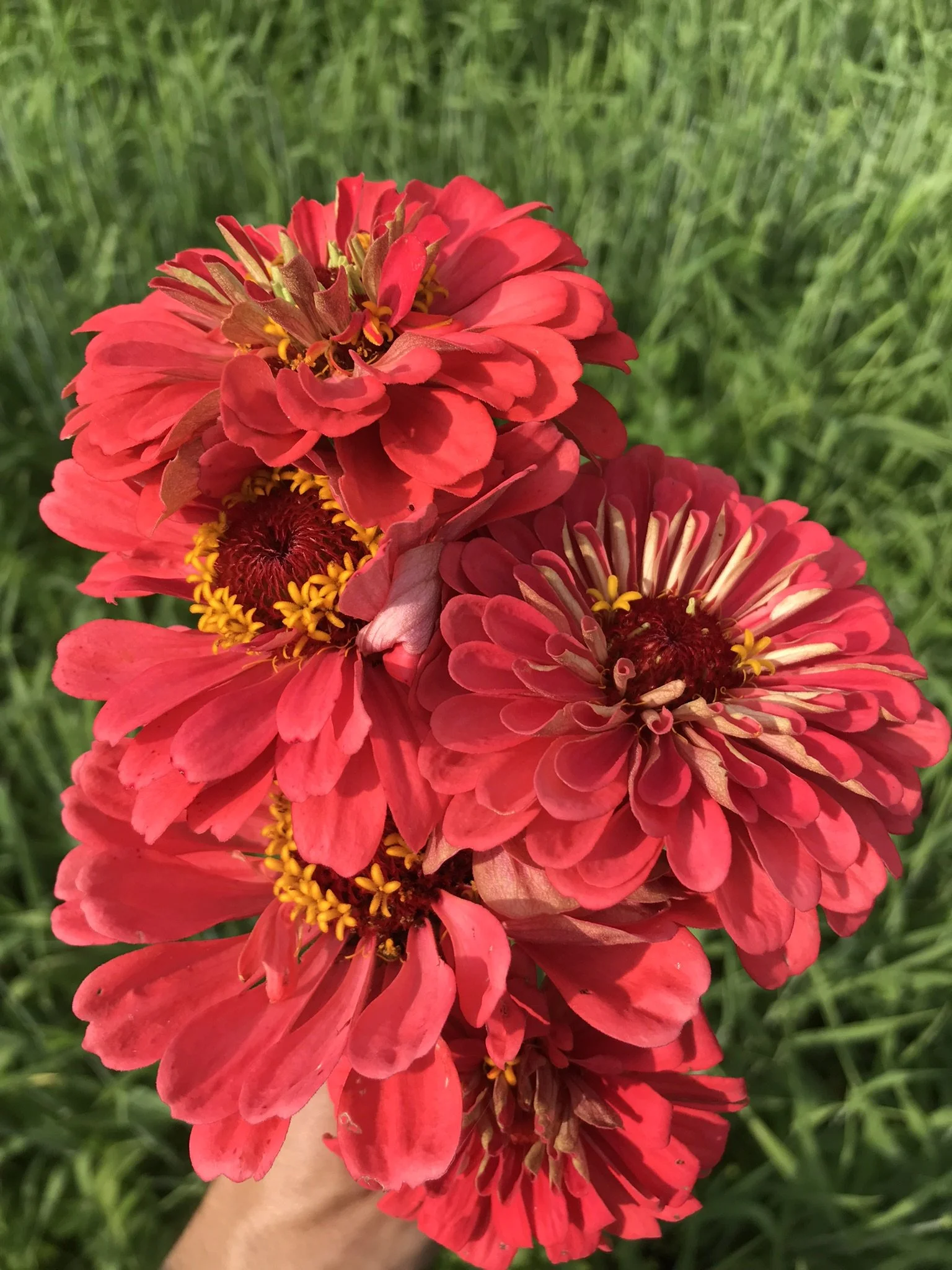 zinnia-benarys coral (2).JPEG