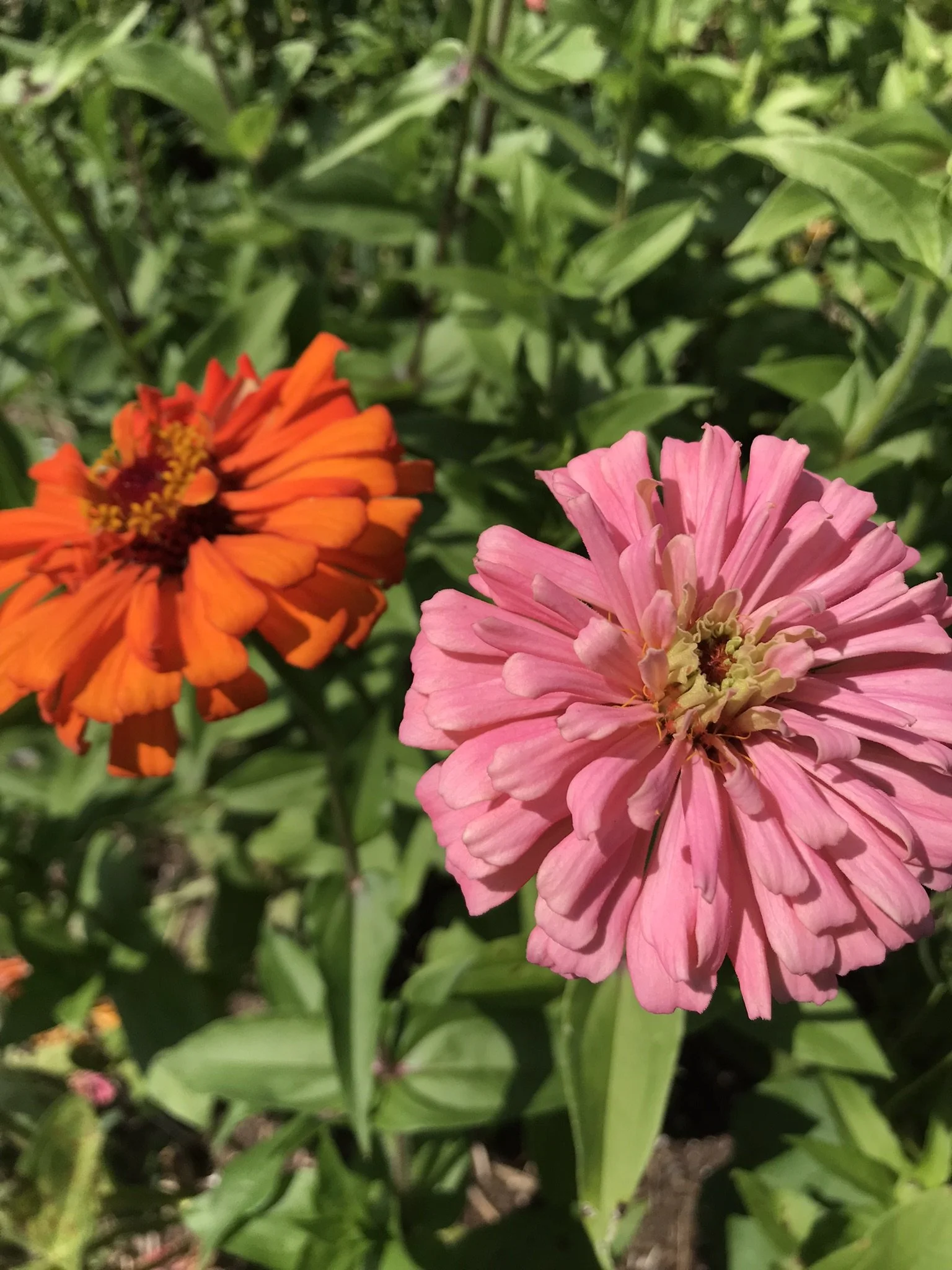 zinnia-cactus (2).JPEG