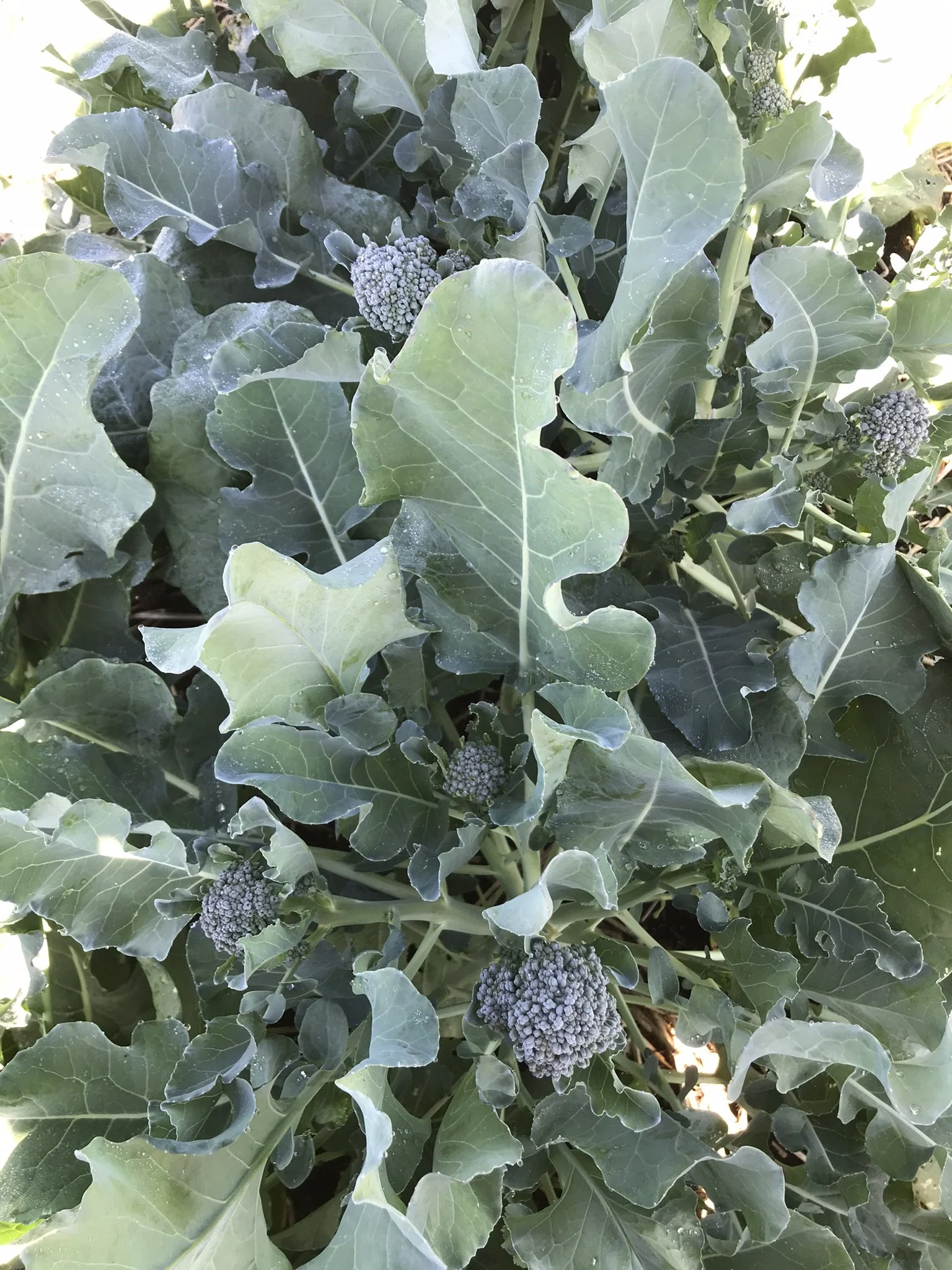 broccolini1 (3).JPEG