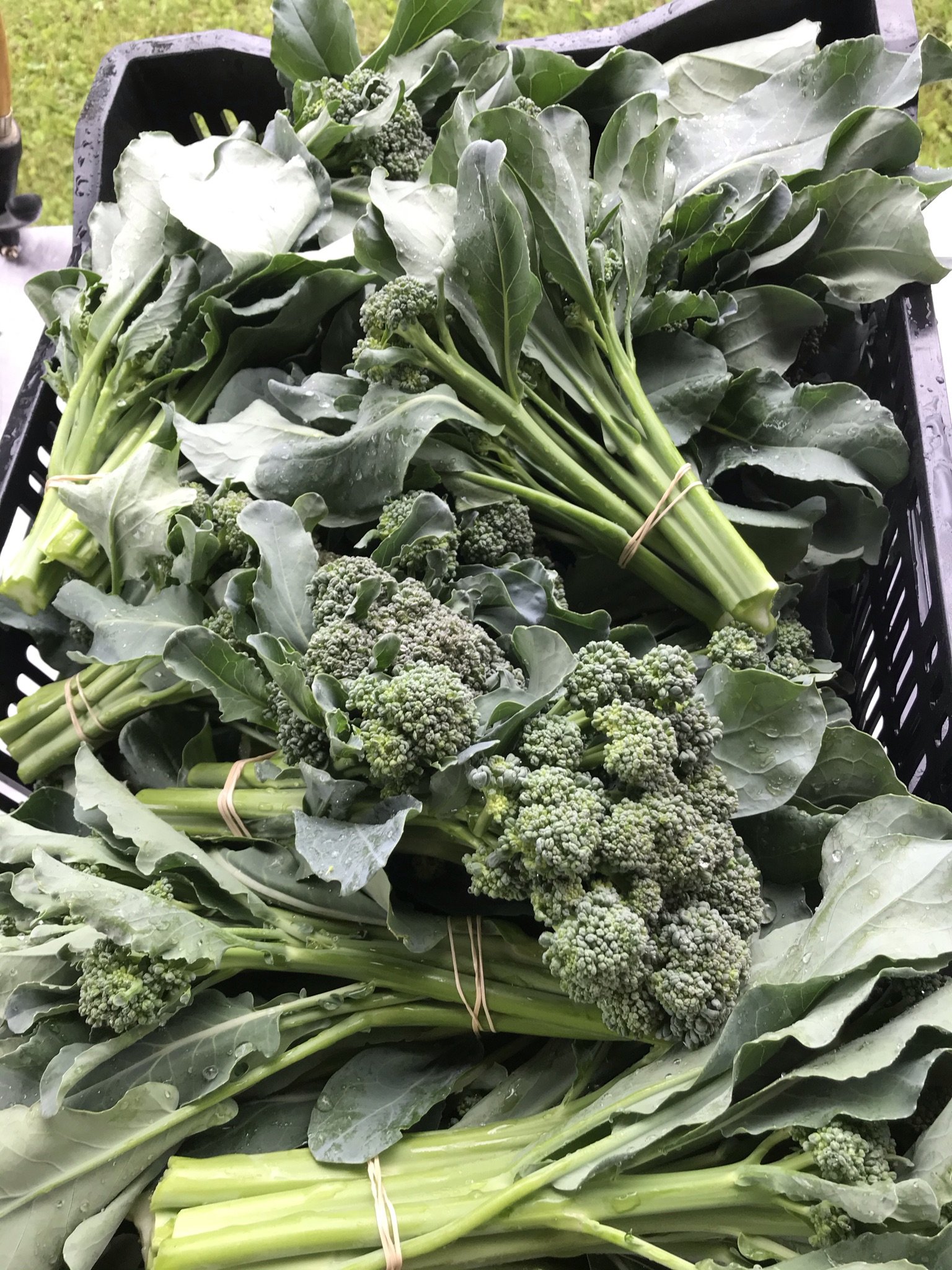 Broccolini