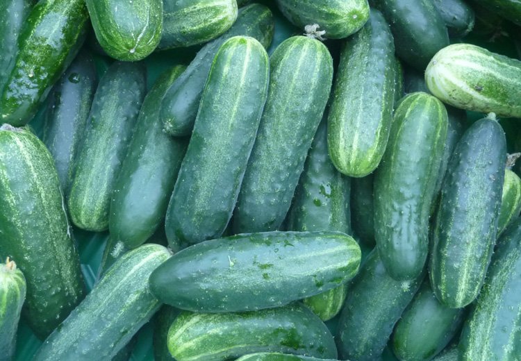 Cucumber-National Pickling