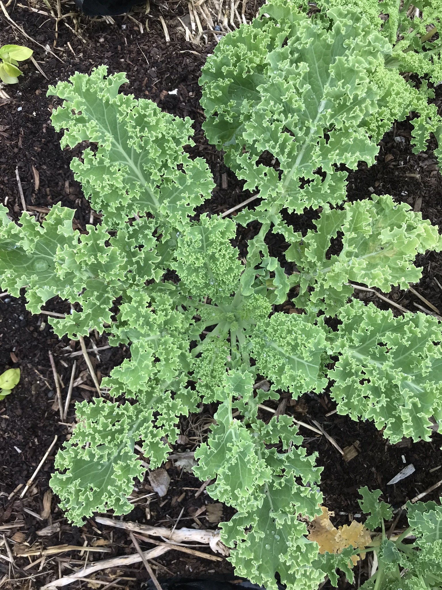 Kale-Westlander